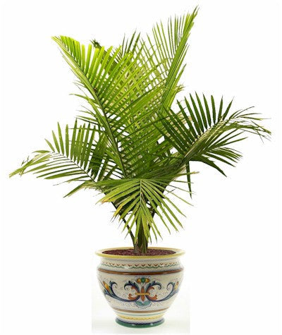 RICCO DERUTA DELUXE: Luxury Cachepot Planter MEDIUM
